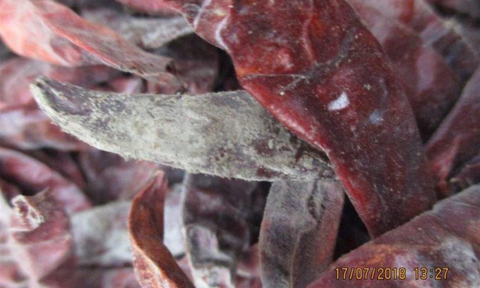 2018-7-24-1137IMG_8299 (003).jpg